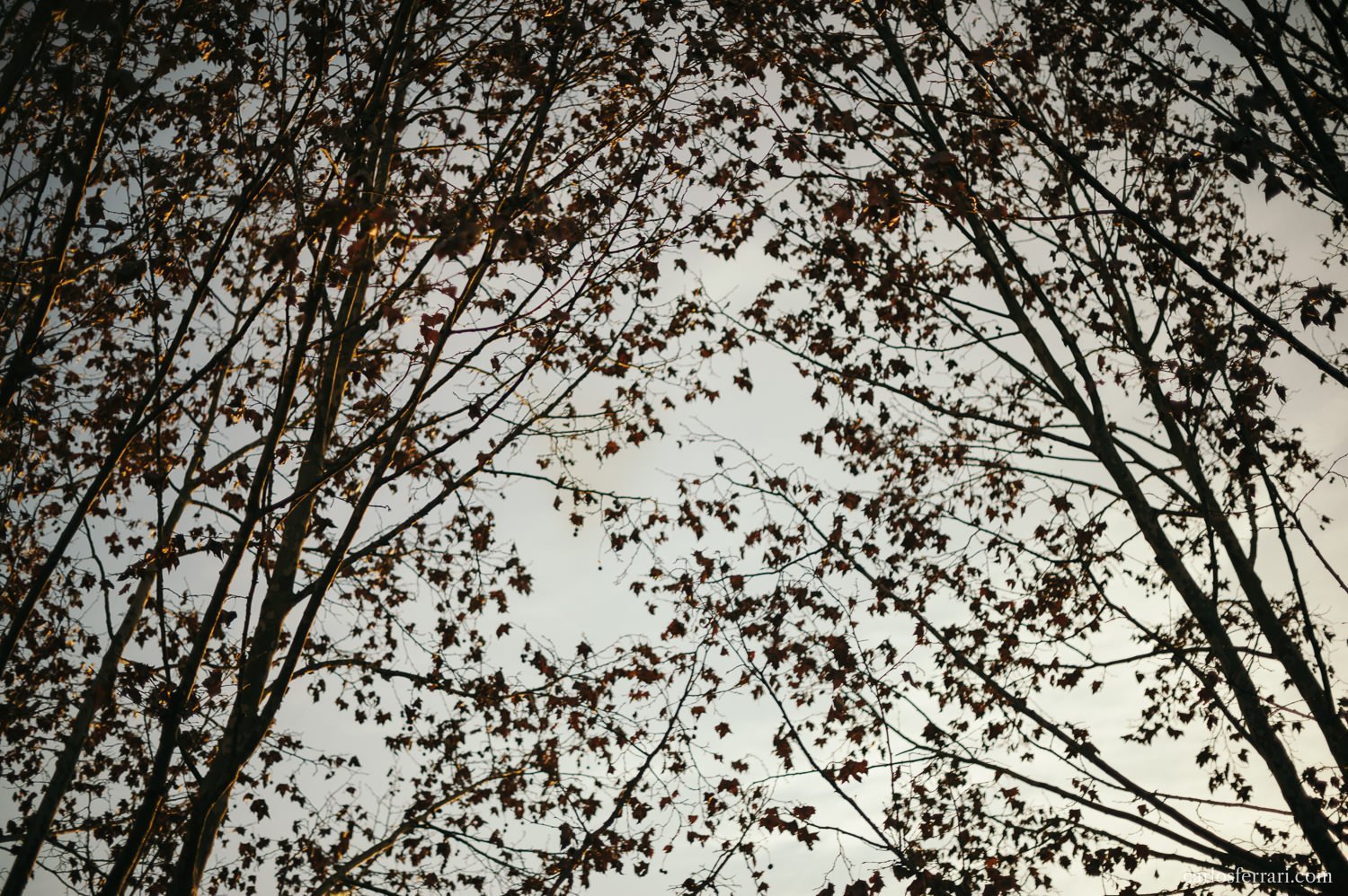 carlosferrari-fotografia-ensaio-pre-casamento-franciele-eduardo-vinicola-miolo-vale-dos-vinhedos-serra-gaucha-fotosdiferentes-espontaneas_20