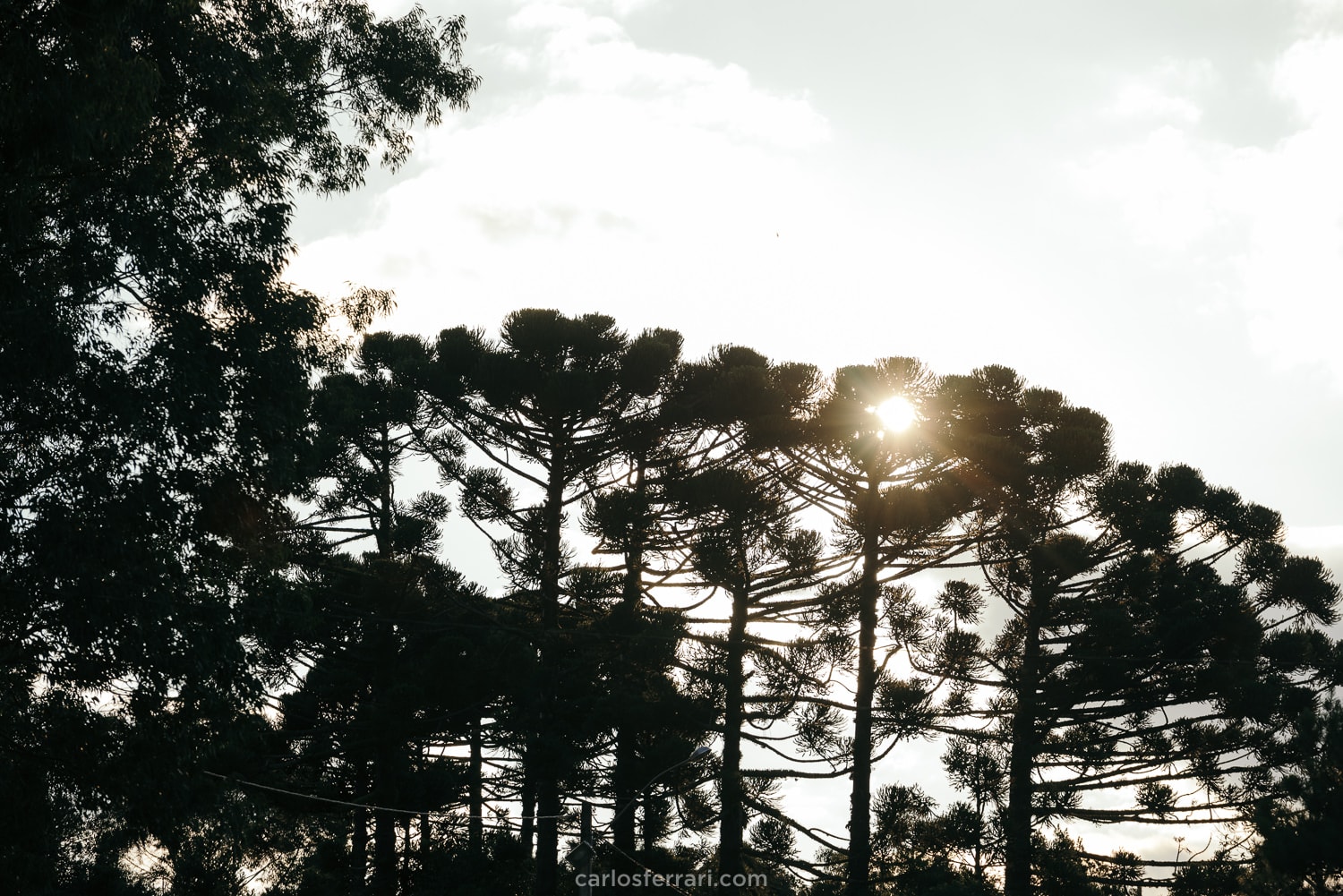 carlosferrari-fotografia-casamento-ao-ar-livre-serragaucha-brunaemateus-fotosdiferentes-espontaneas_41